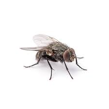 Fly-Crypto crypto faucet